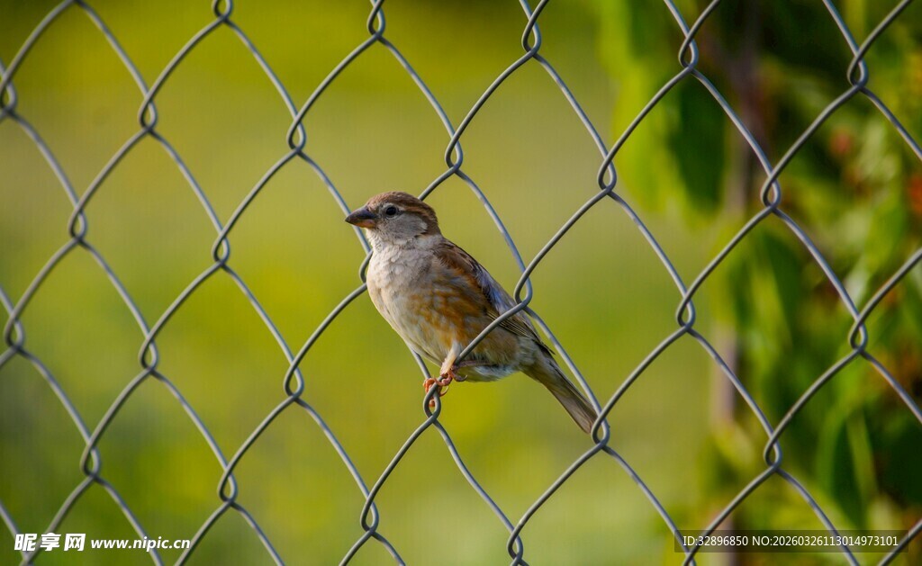 铁丝网上的小鸟
