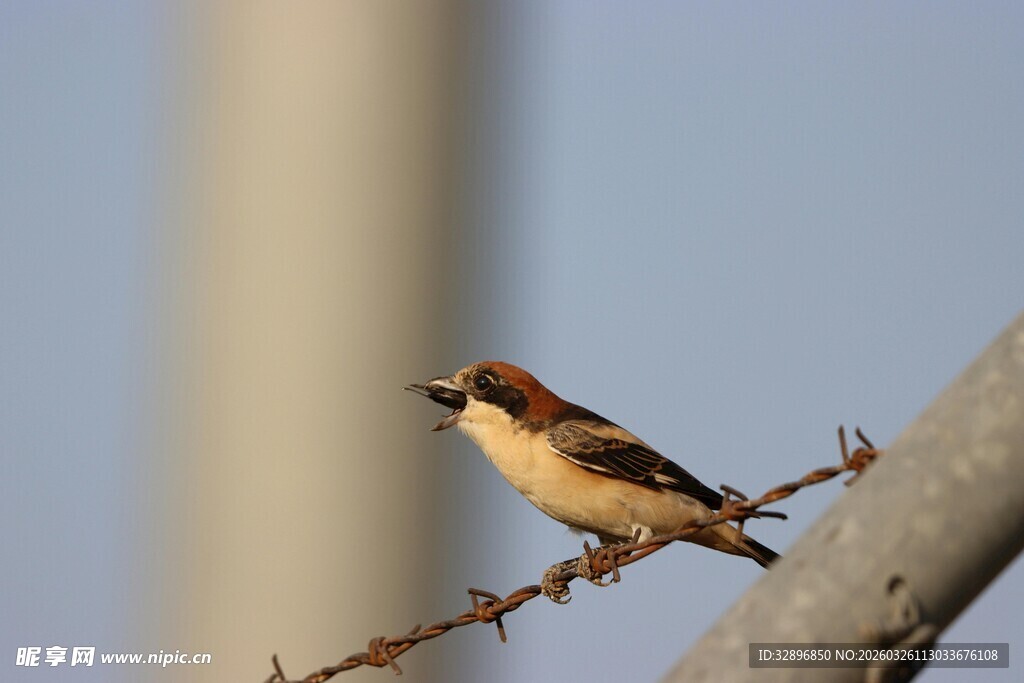 站在铁丝上的小鸟