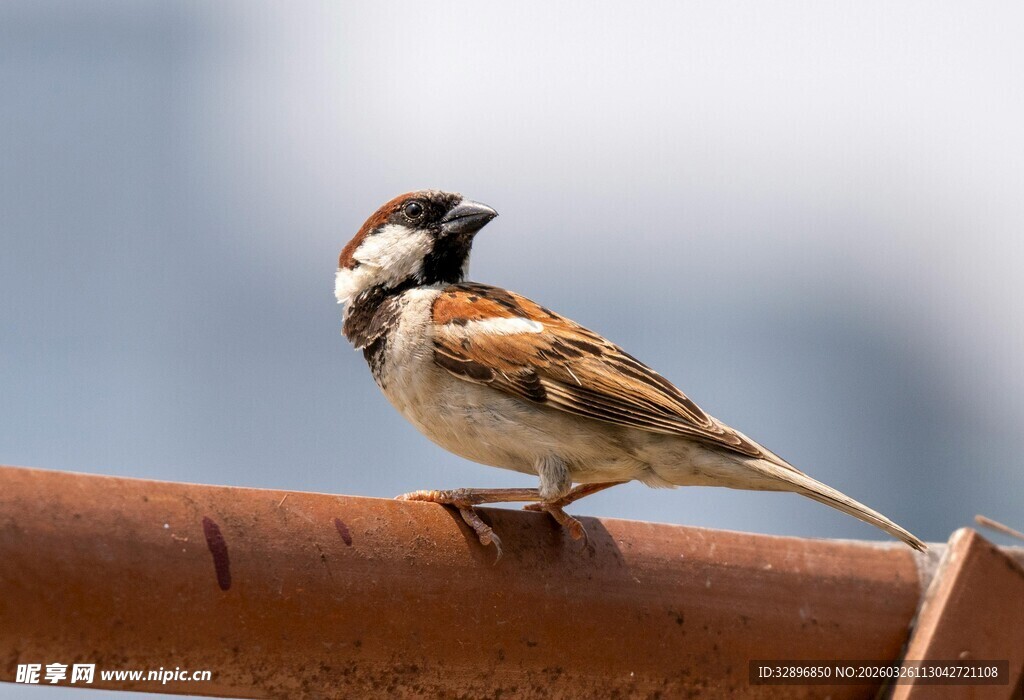 栖息于杆上的小巧麻雀