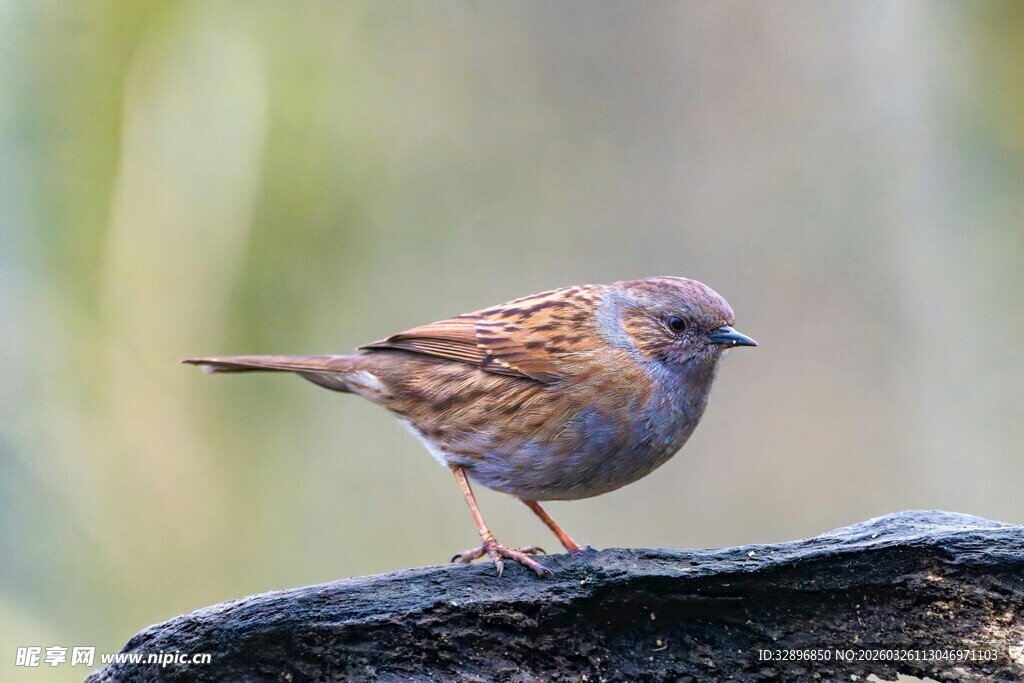 岩石上的棕色小鸟