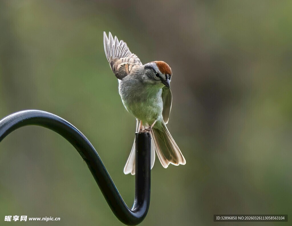 麻雀栖息于弯曲金属杆上