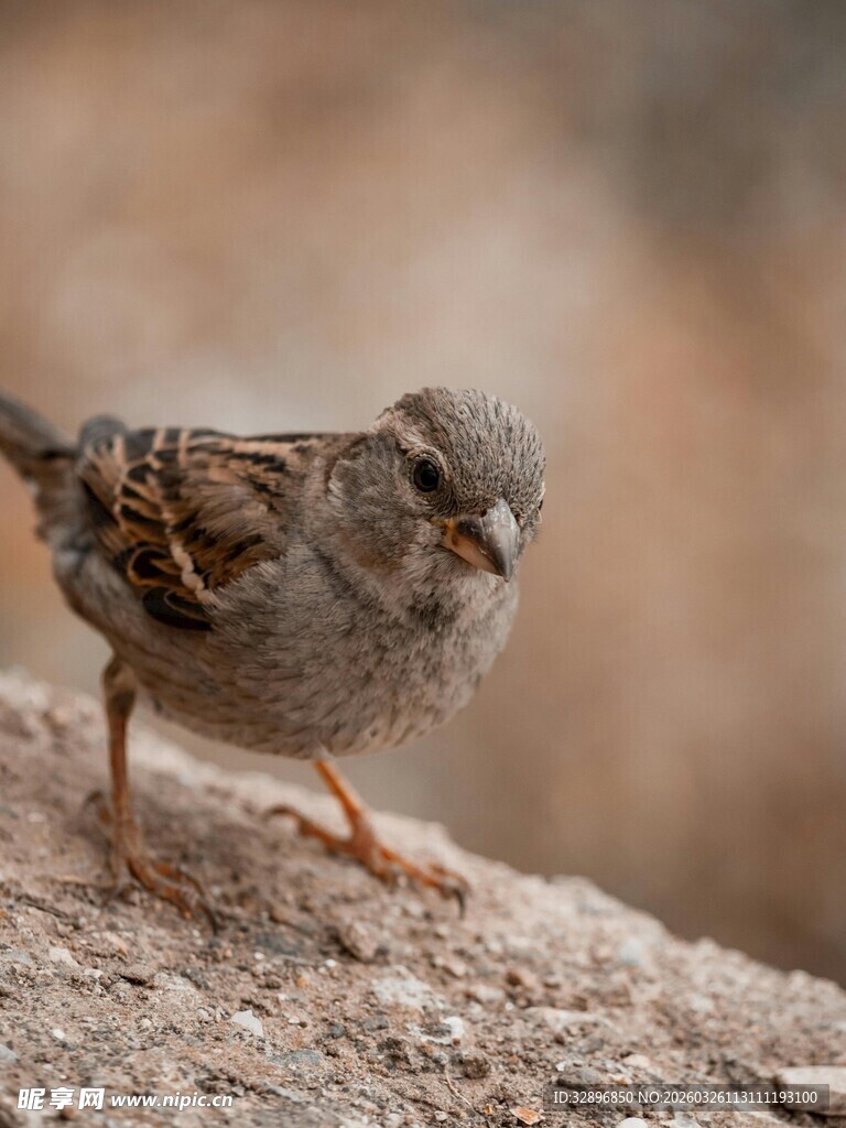 岩石上的小麻雀
