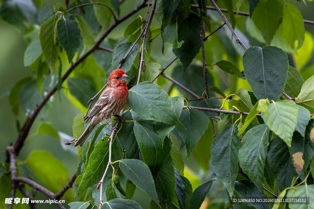 枝头红羽鸟