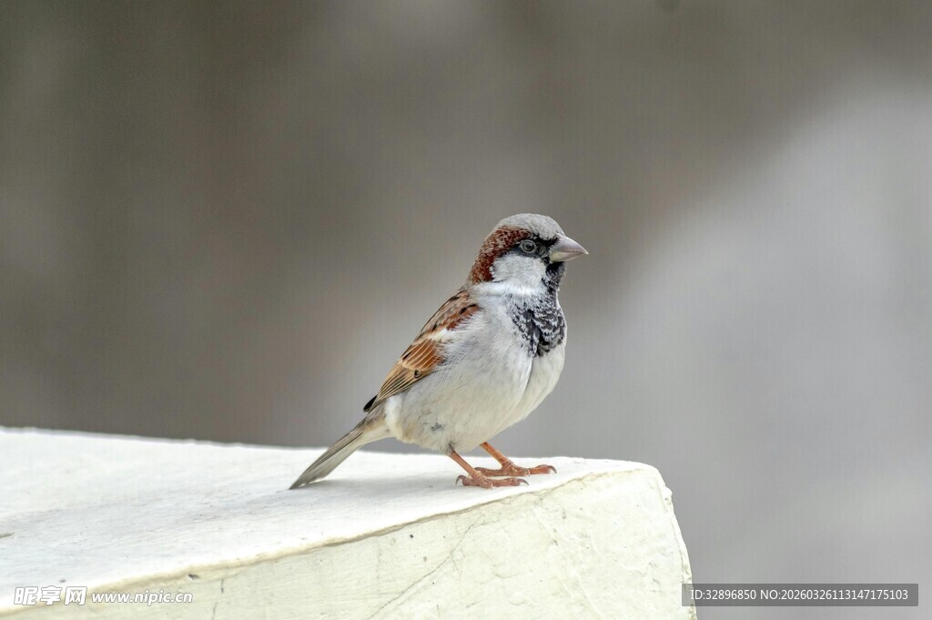 站在边缘的小麻雀