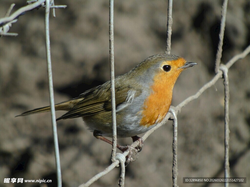 栖息于铁丝上的橙色小鸟