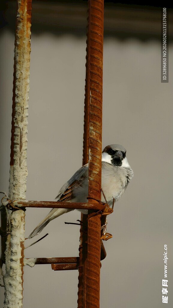 小鸟栖息于生锈栏杆上