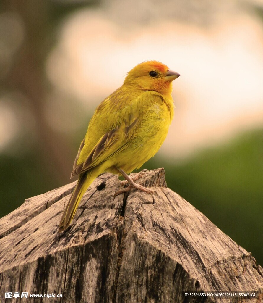 栖息于树桩上的黄色小鸟