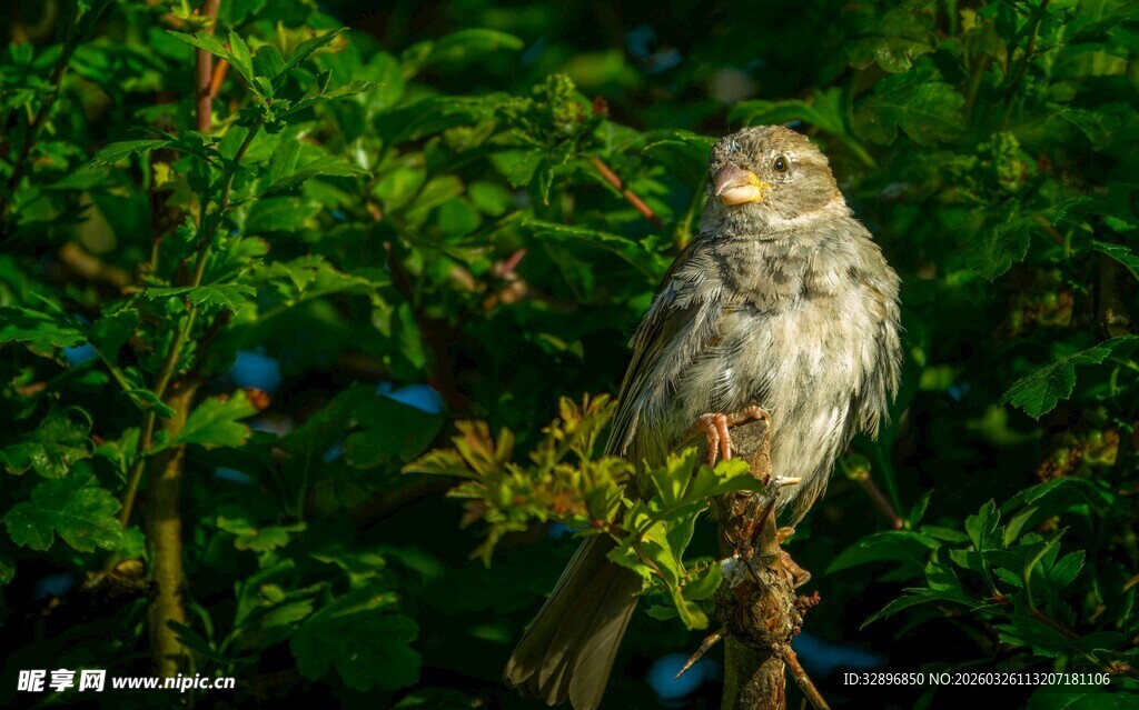 枝头猫头鹰绿意环绕