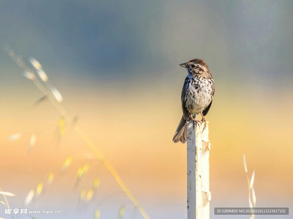 枝头小鸟静享美好时光