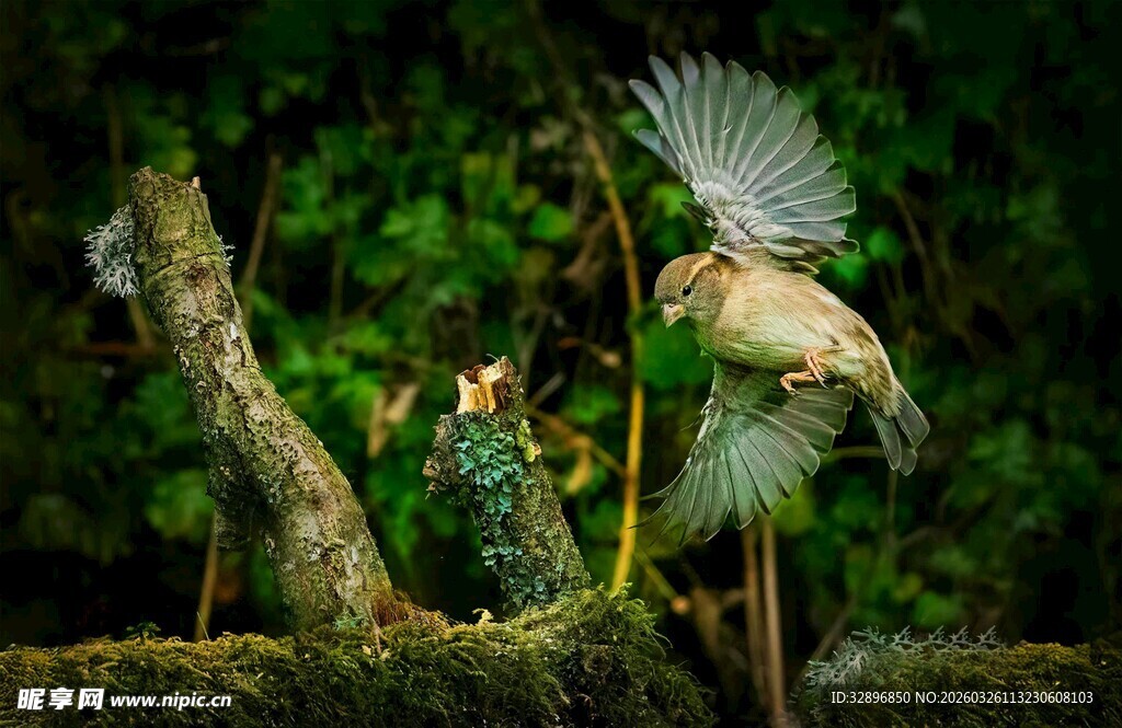 雨林中姿态独特的奇异植物