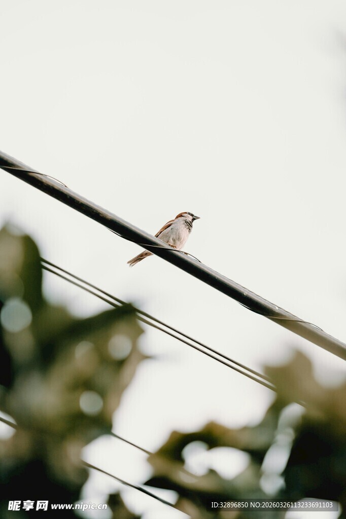 电线上的小鸟
