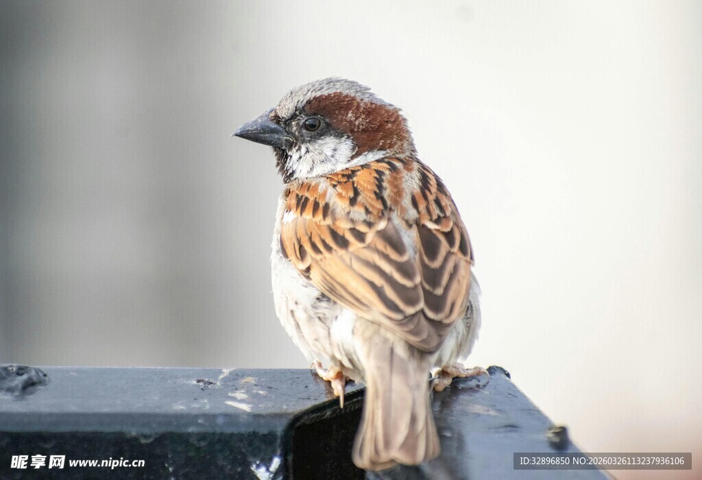 栖息于栏杆上的小巧麻雀