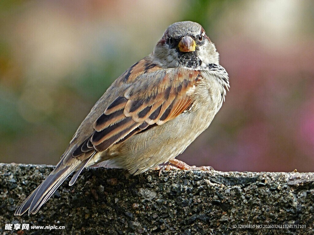 栖息于墙头的麻雀