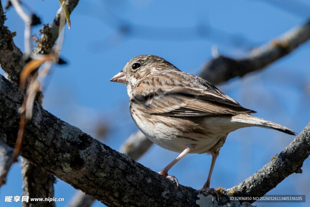 枝头栖息的小鸟