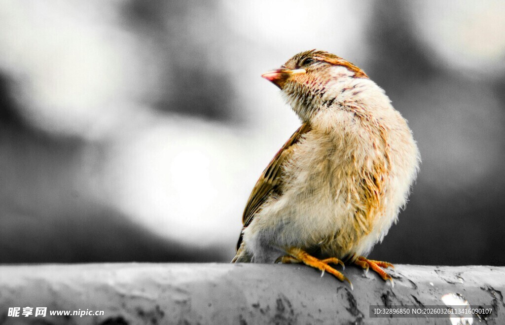 栖息枝头的可爱小鸟