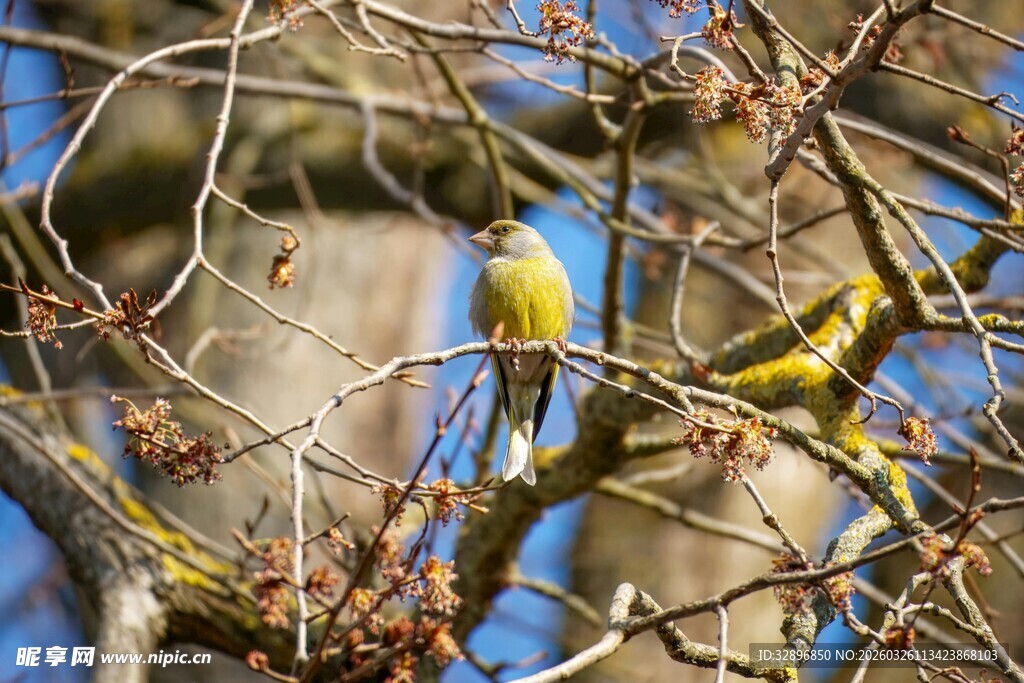 枝头小鸟栖于稀疏树枝间
