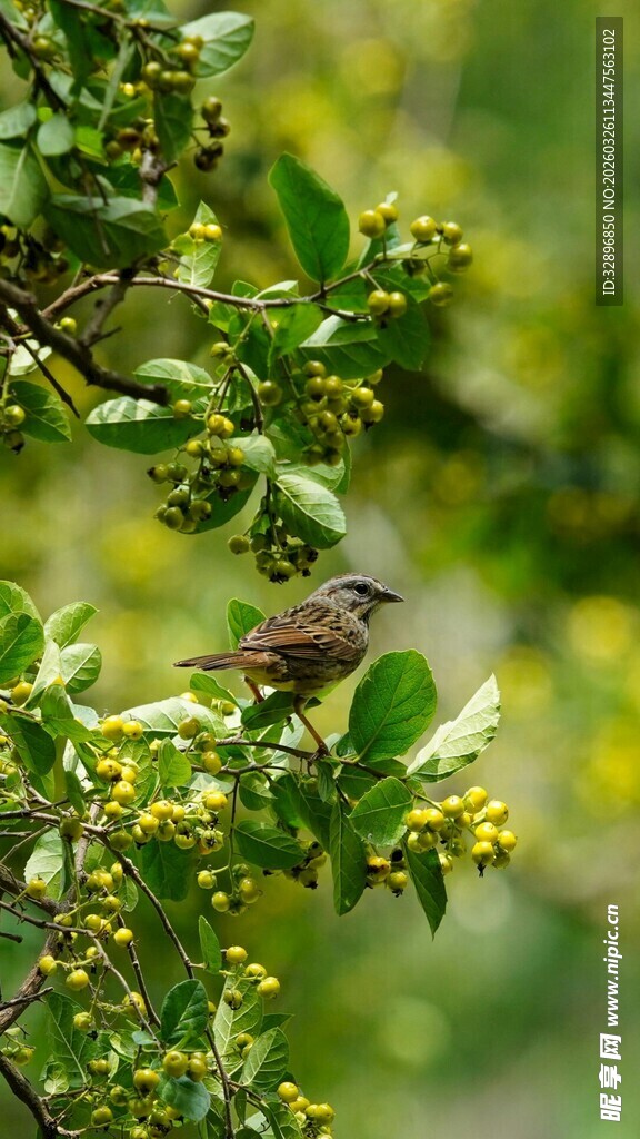 枝头小鸟栖于翠绿枝叶间