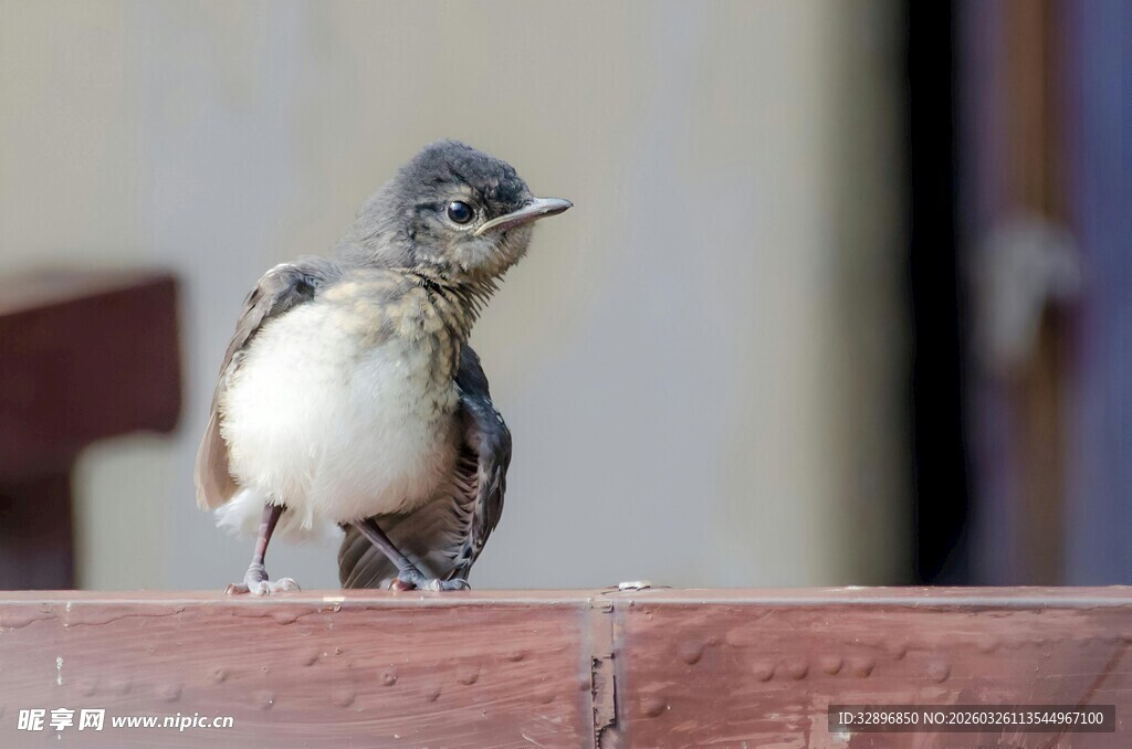 站在砖上的可爱小鸟