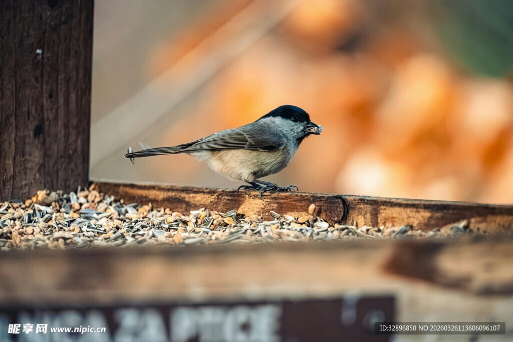 小鸟立于散落的鸟食旁