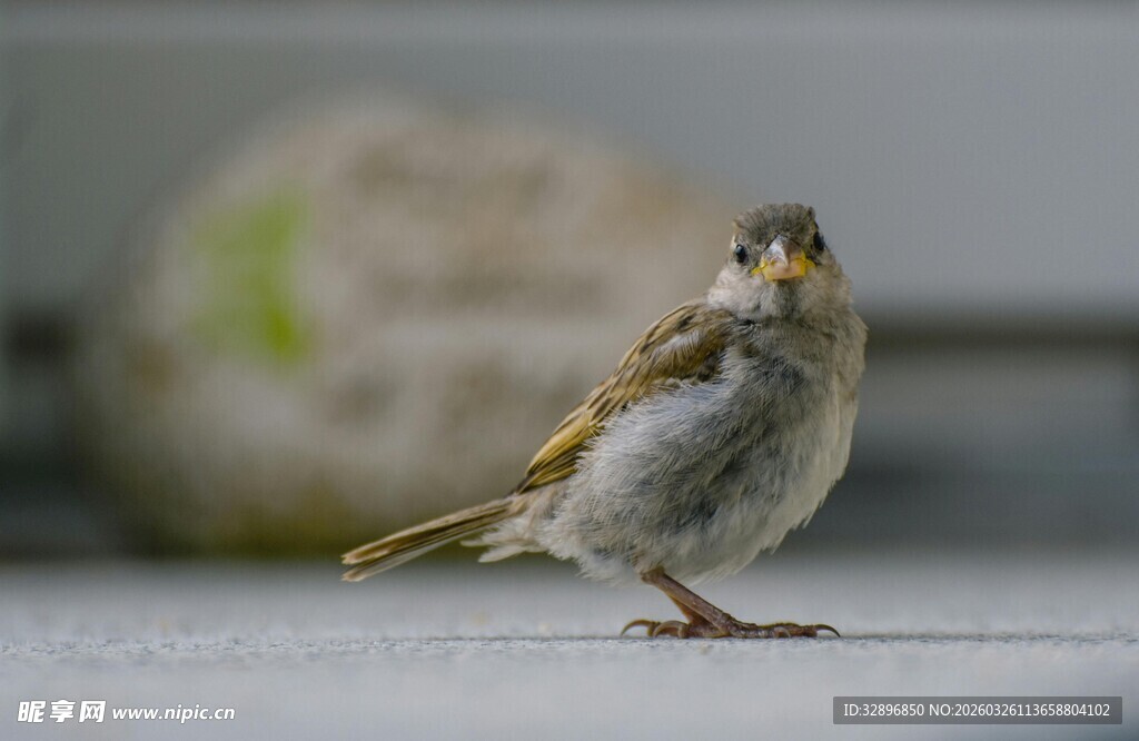 呆萌小麻雀立于灰色平面