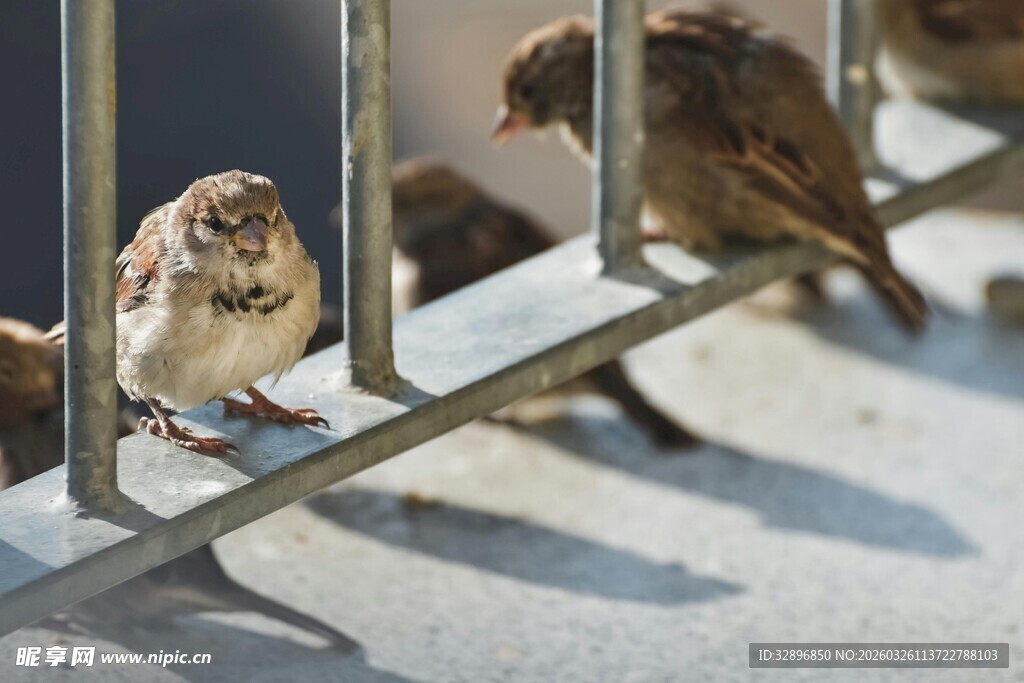 栏杆上的几只小麻雀