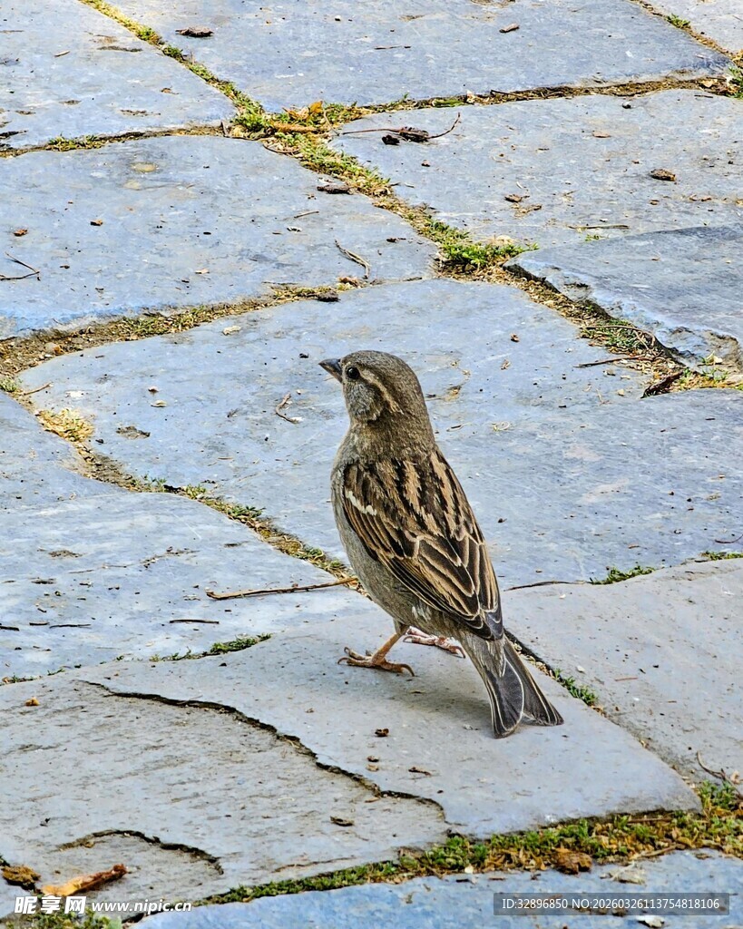 石板路上的小鸟