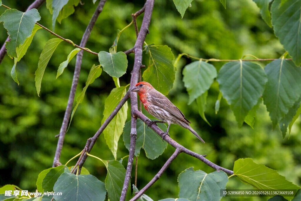 枝头栖息的多彩小鸟