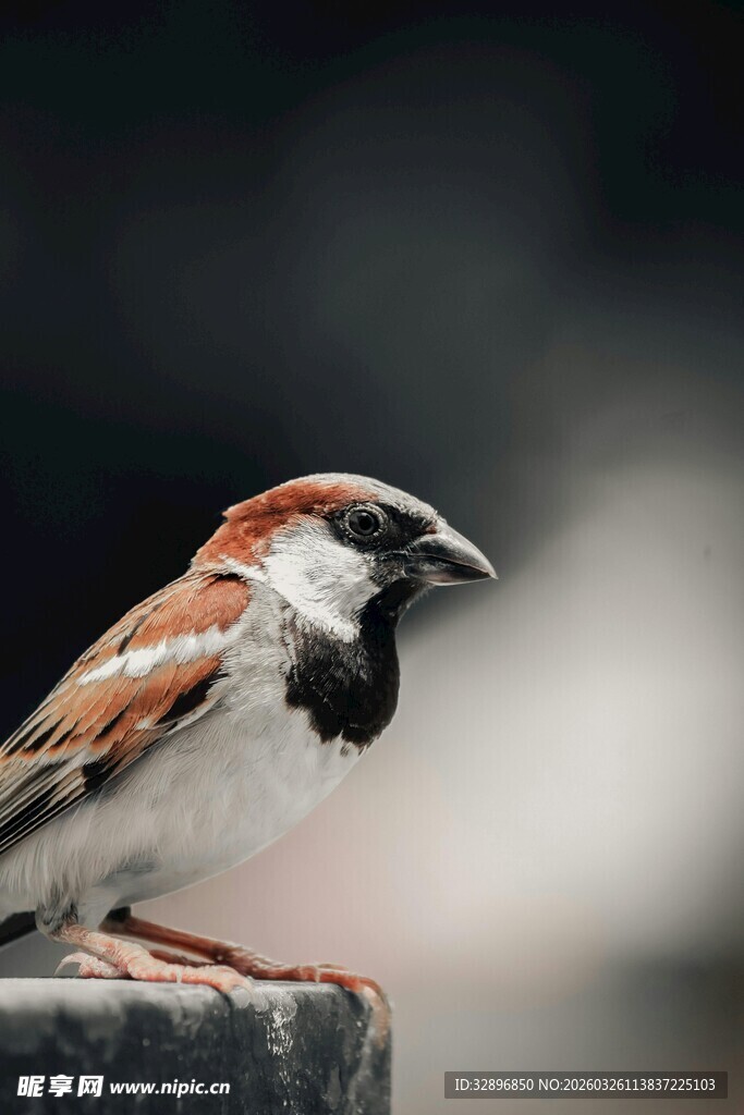 栖息于杆上的麻雀