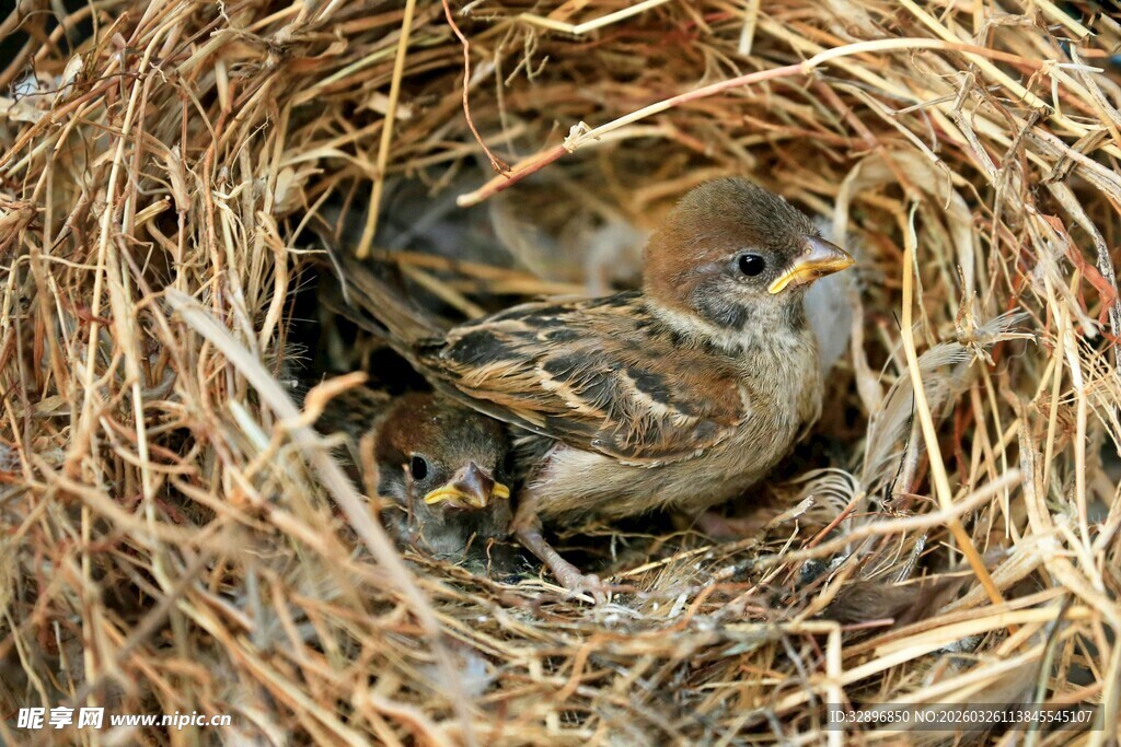 鸟巢中的几只雏鸟