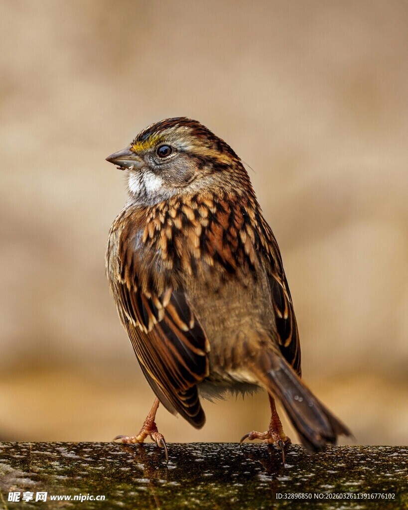栖息枝头的小鸟