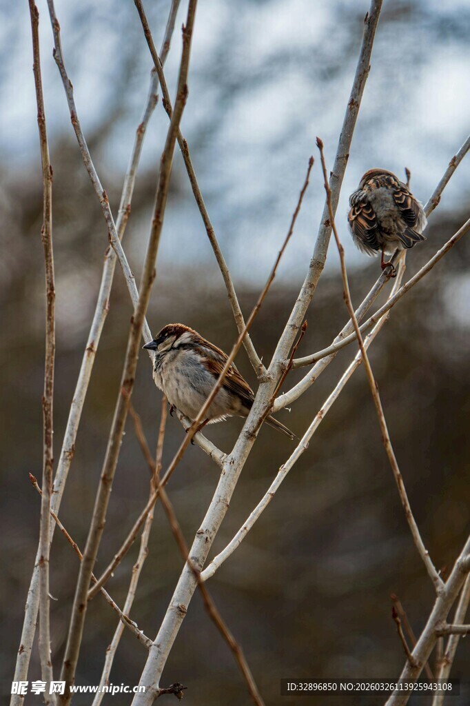 树枝上的两只麻雀