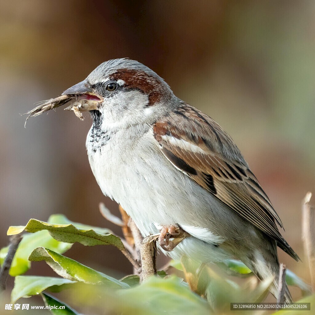 麻雀衔枝筑巢瞬间