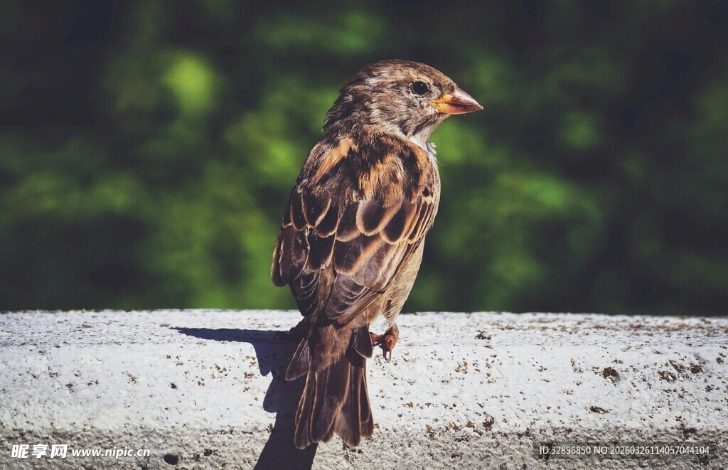 站在石台上的小巧麻雀