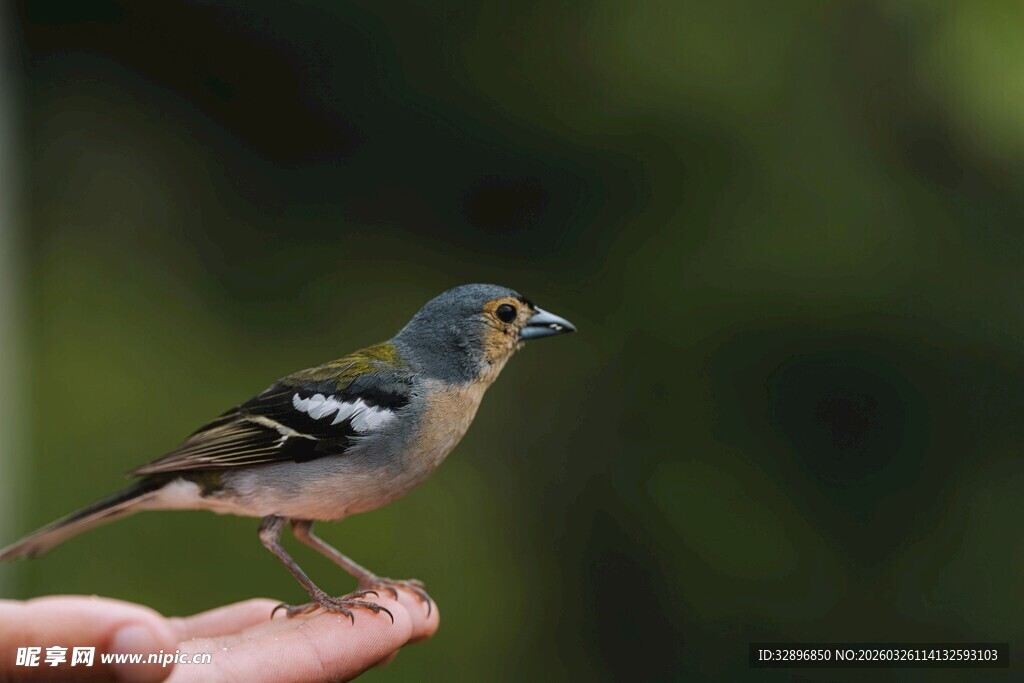 小鸟停留在人手掌上