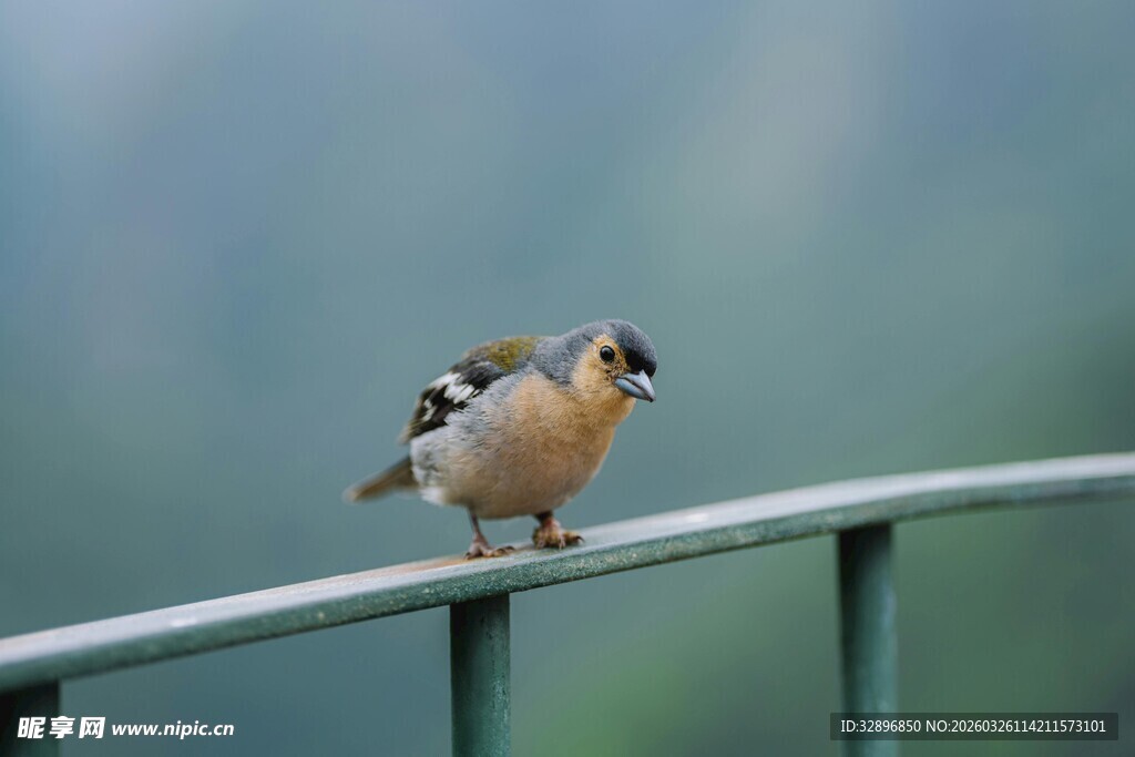 小鸟立于栏杆上