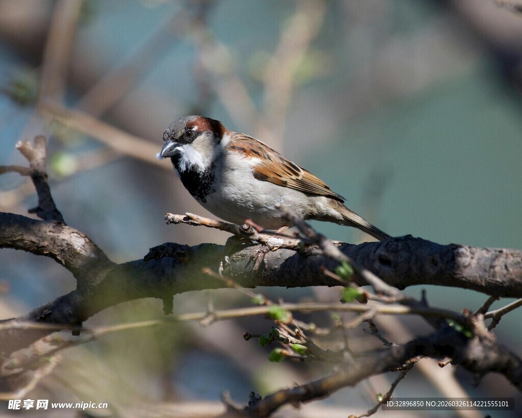 枝头栖息的麻雀