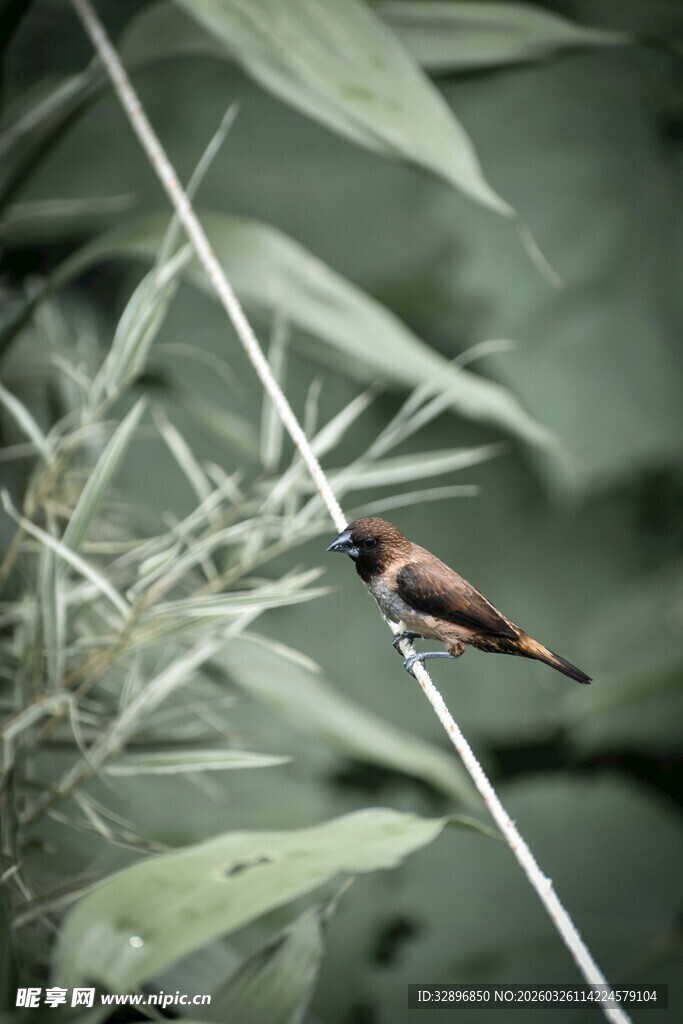 枝头小鸟栖于绿叶间