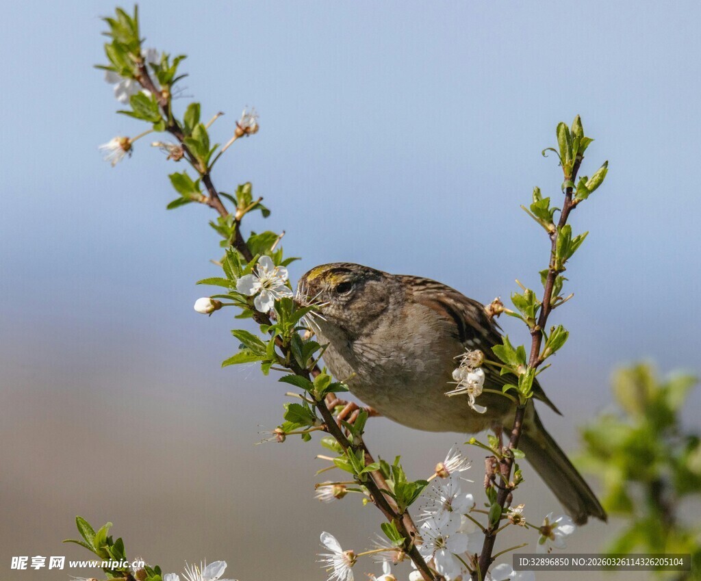 枝头小鸟赏春花