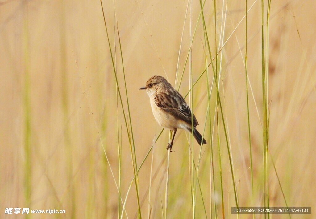 草丛中栖息的小鸟