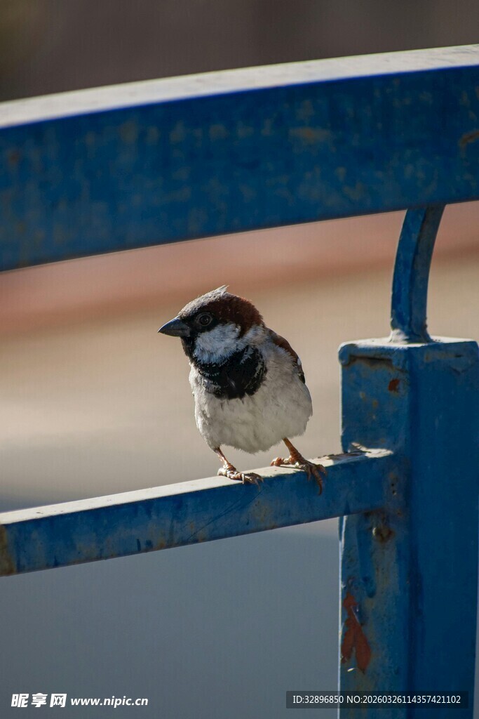 小鸟栖息于蓝色栏杆上