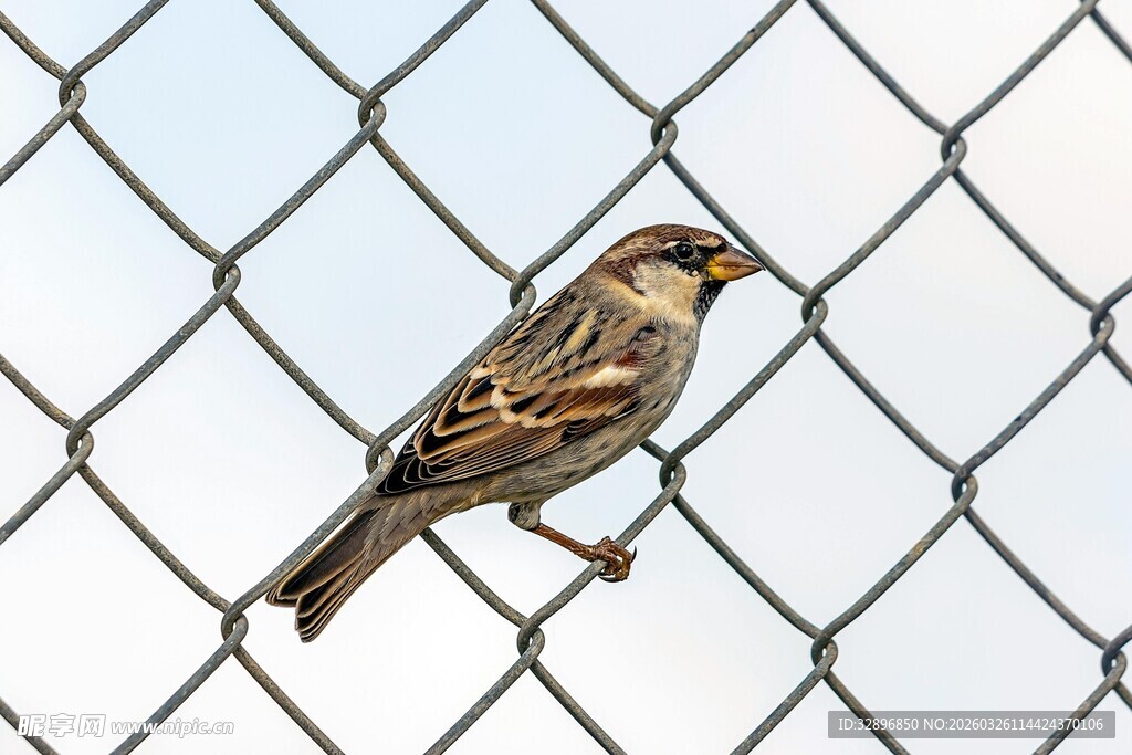 站在铁丝网上的小鸟