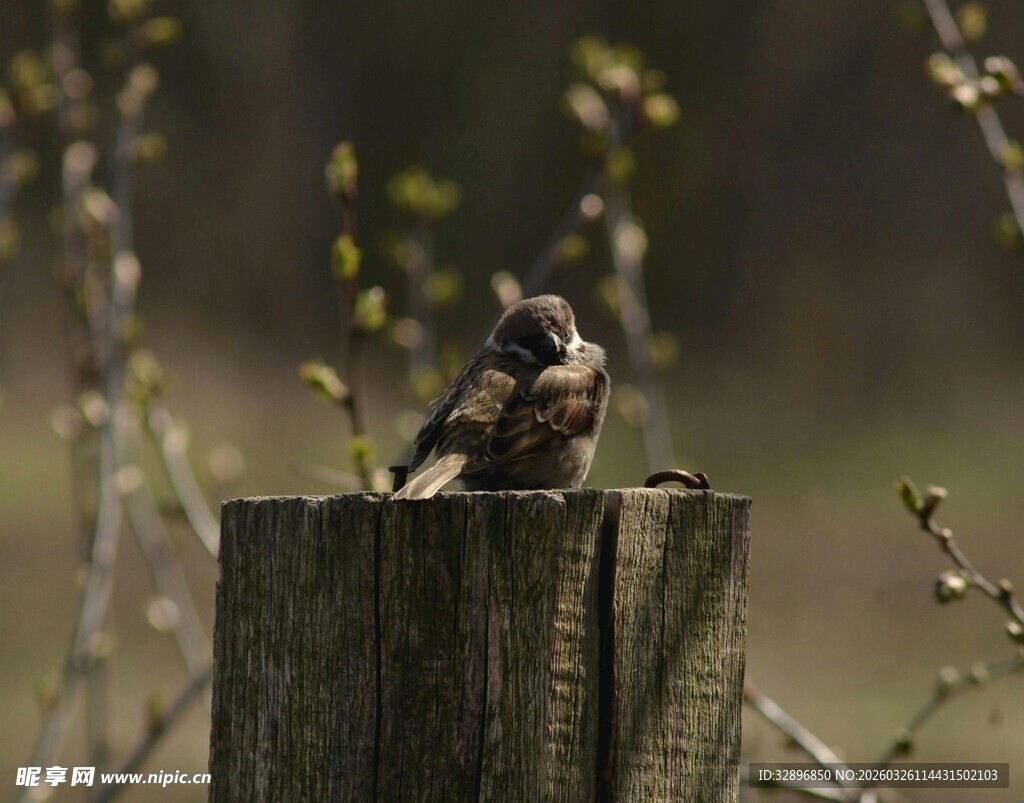 木桩上休憩的小鸟