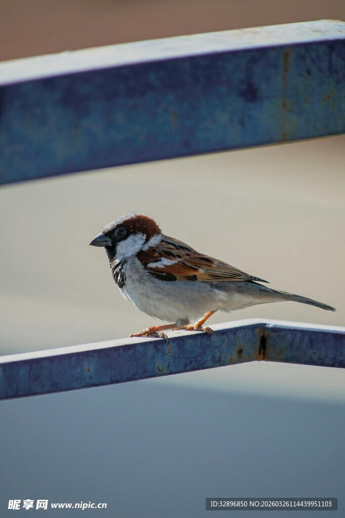 麻雀立于金属边缘