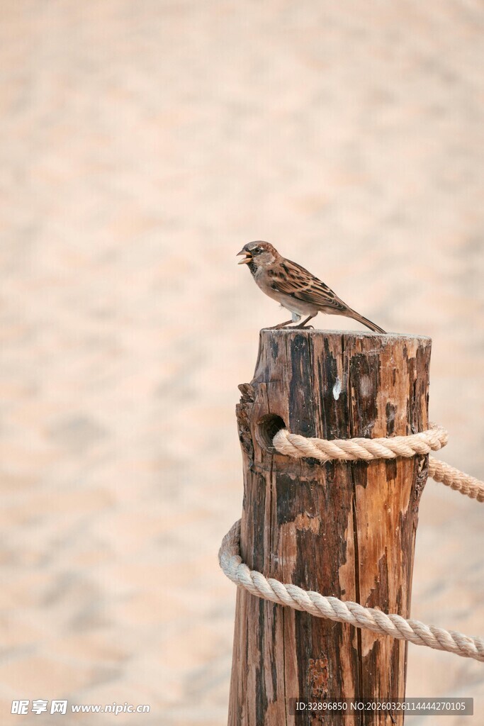 木桩上的小鸟