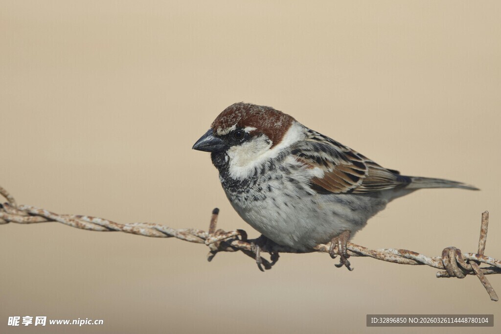 站在铁丝上的麻雀