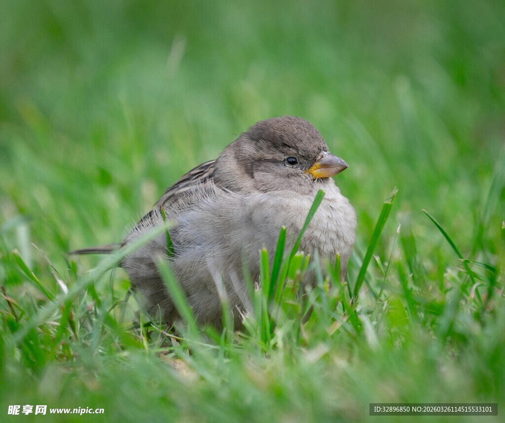 草丛中的小灰鸟