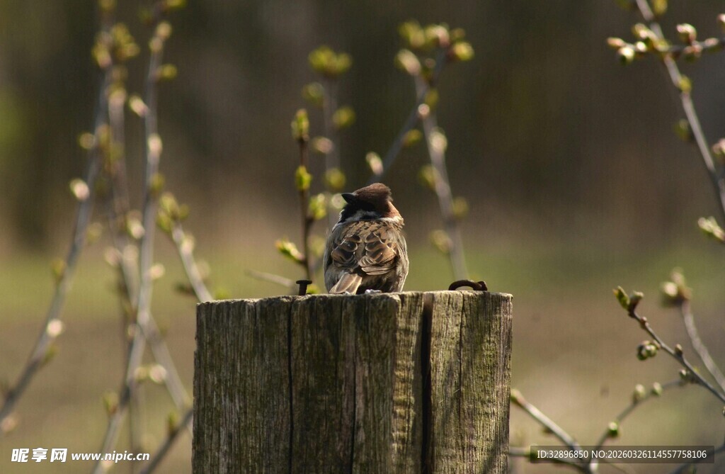 木桩上的小鸟
