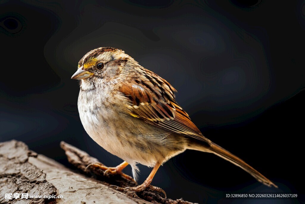 栖息枝头的可爱小鸟