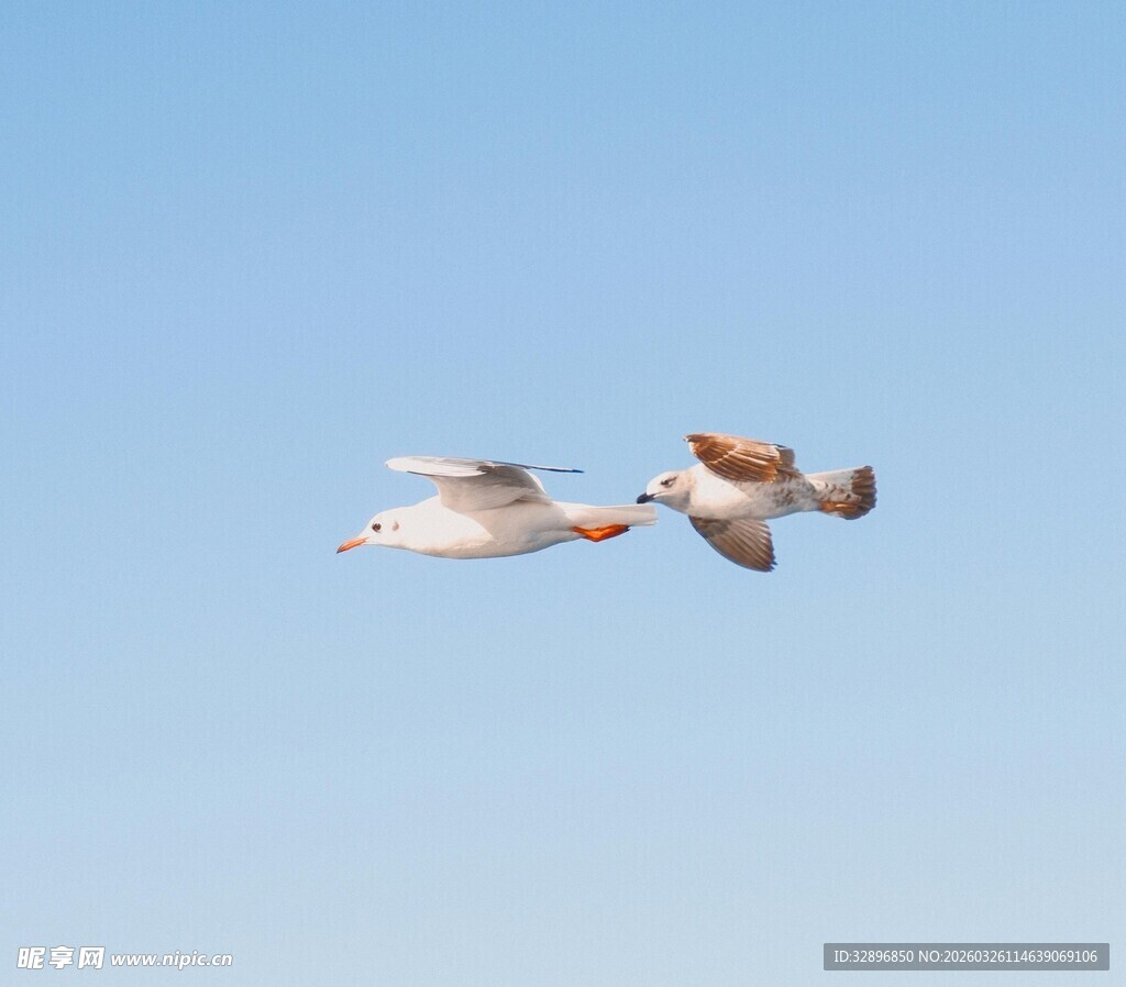双鸟蓝天翱翔