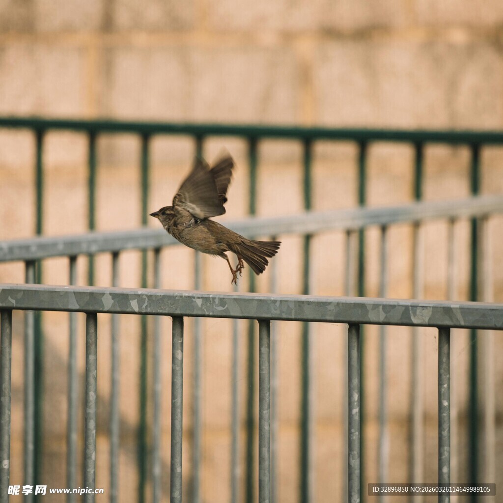 小鸟于栏杆上展翅瞬间